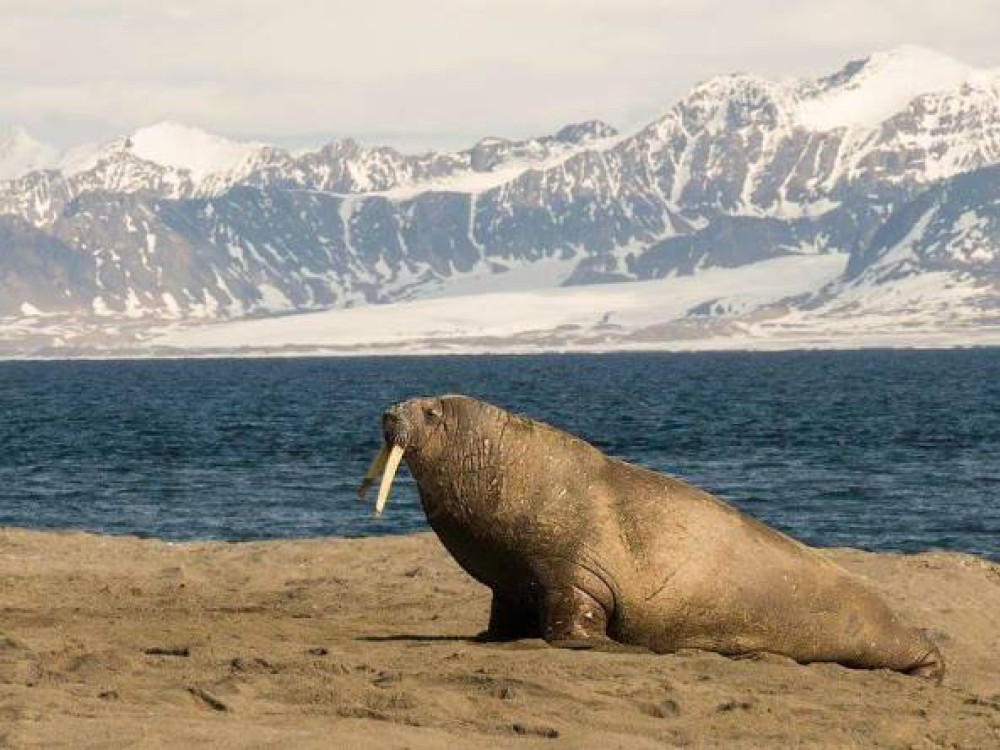 Reis Spitsbergen