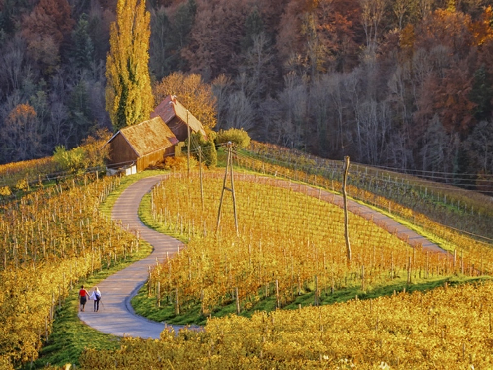 Slovenië wijngebied