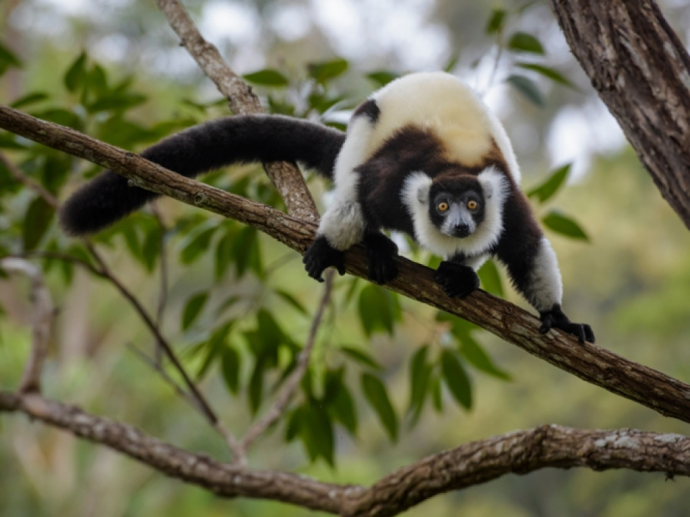 Vari - lemuur Madagaskar