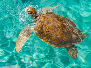 Afbeelding voor Duiken en snorkelen