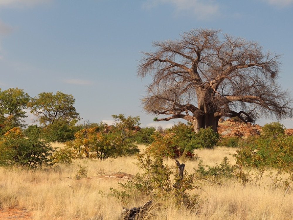 Zuid-Afrika