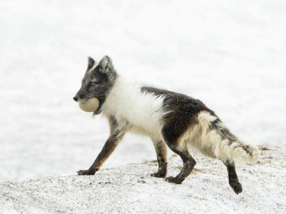 Spitsbergen