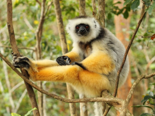 Afbeelding voor Lemuren in Madagaskar