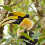 Afbeelding voor Vogels in Thailand