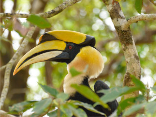 Afbeelding voor Vogels in Thailand