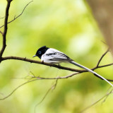 Afbeelding voor Vogels in Madagaskar