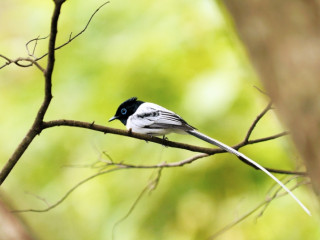 Afbeelding voor Vogels in Madagaskar