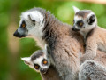 Madagaskar lemuren - maki
