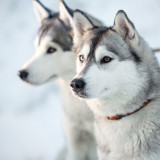 Afbeelding voor Huskytochten