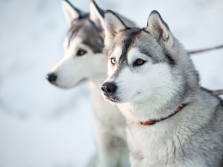 Afbeelding voor Huskytochten