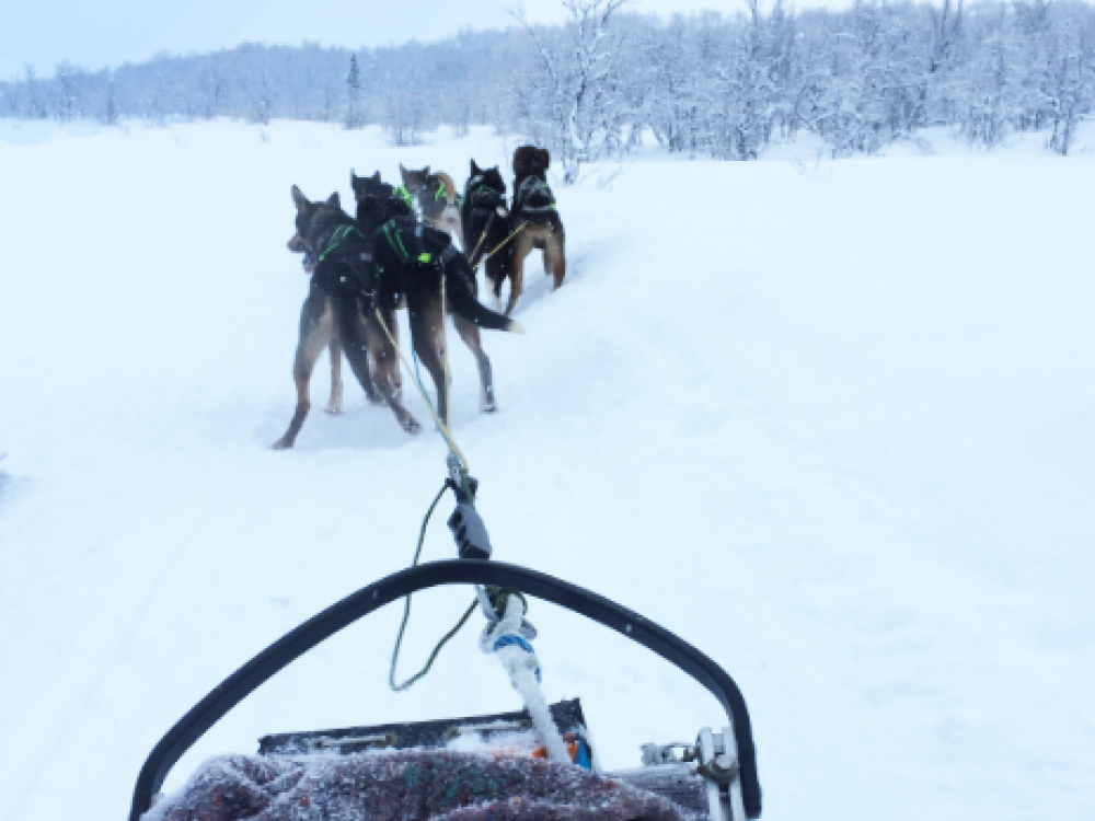 Alaska Husky's Noorwegen 