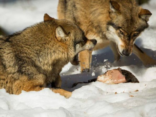 Afbeelding voor Wolven spotten