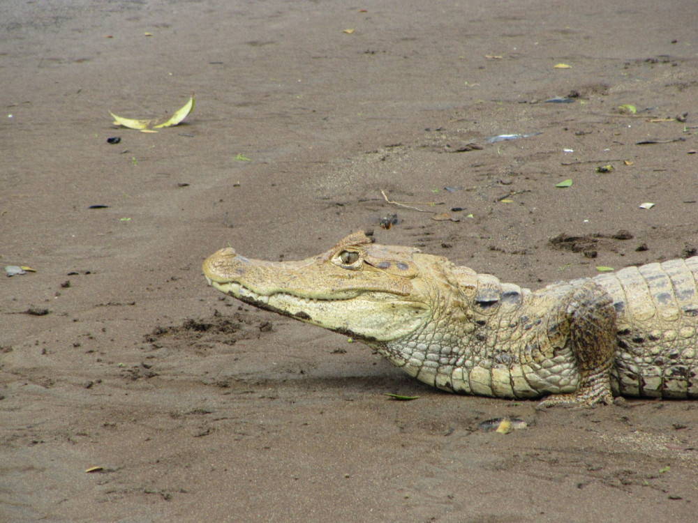 Kaaiman in Costa Rica