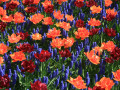 de Keukenhof