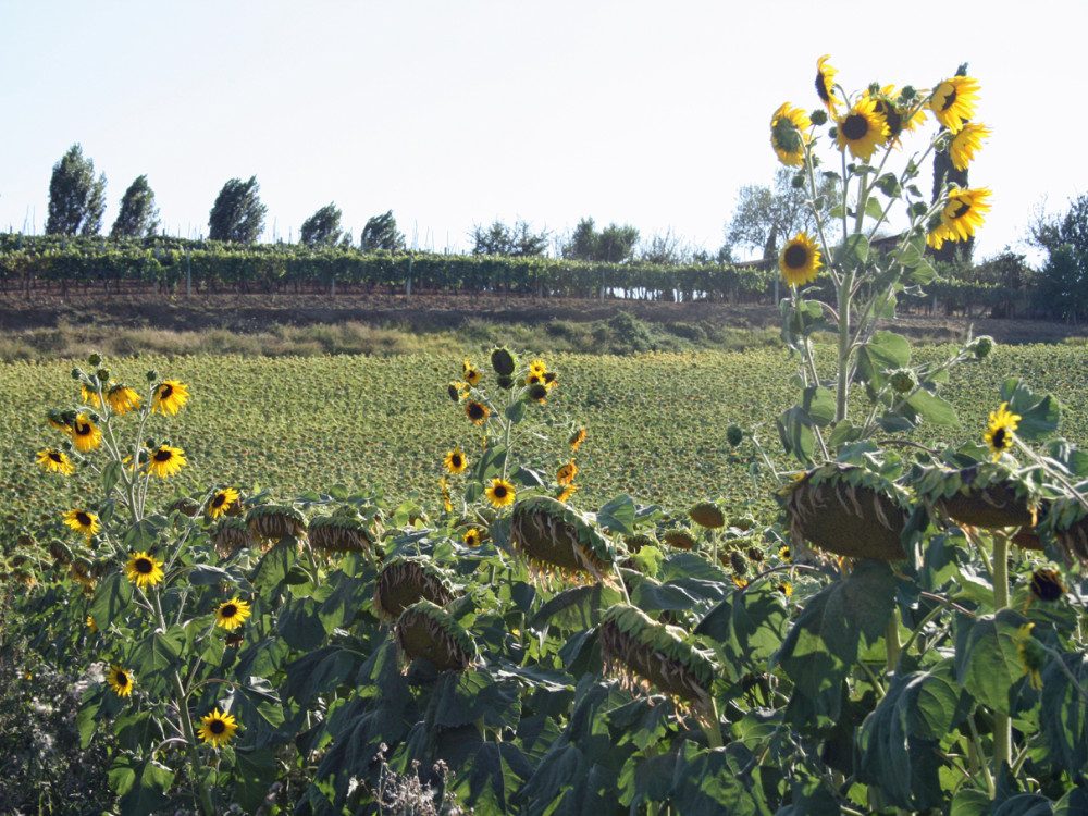 Zonnebloemvelden in Toscane