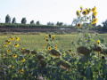 Zonnebloemvelden in Toscane