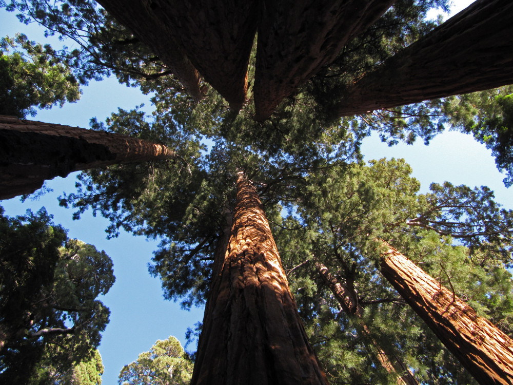 Sequoia National park