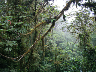 Afbeelding voor Jungle