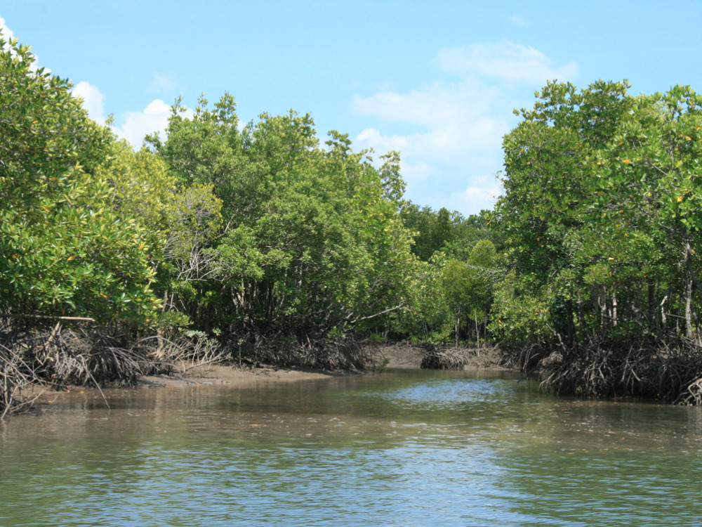 Mangrove op Koh Lanta, Thailand