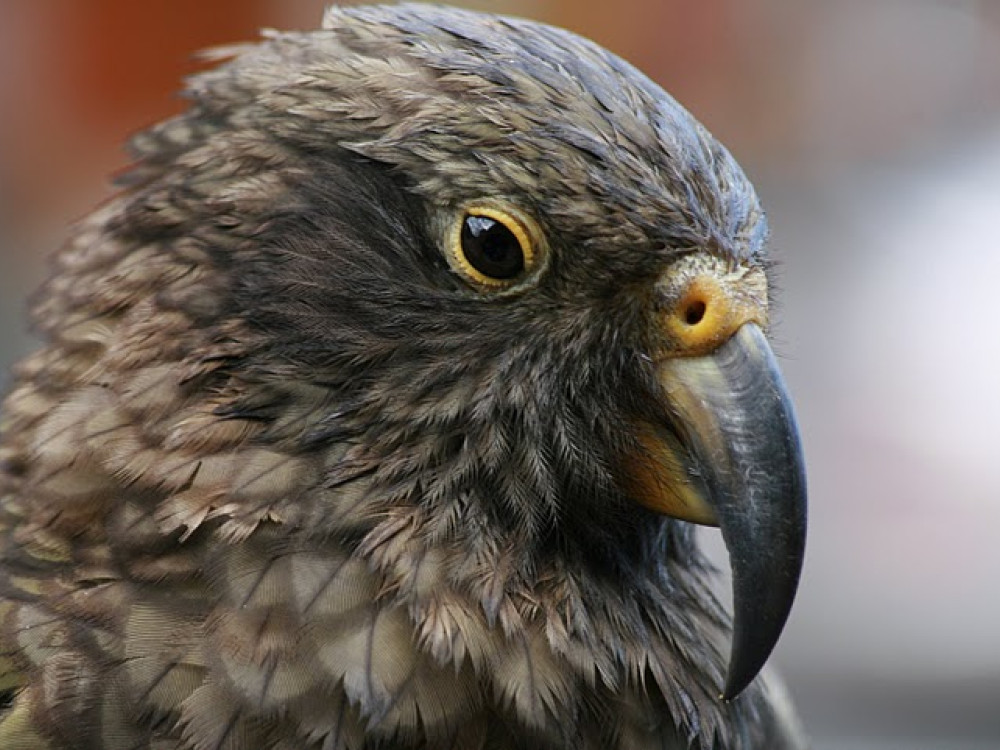 Kea - Nieuw-Zeeland