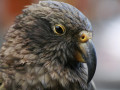 Kea - Nieuw-Zeeland