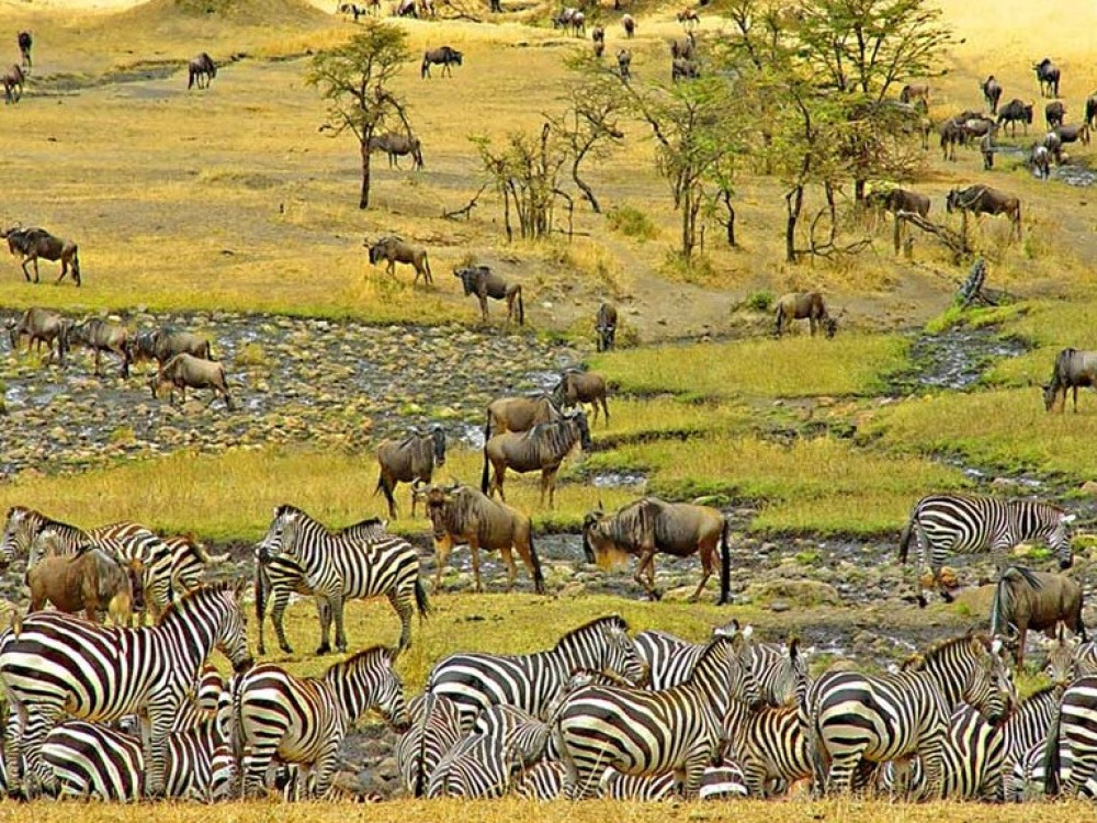 Serengeti Tanzania