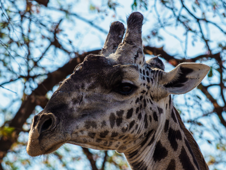 Dieren in South Luangwa