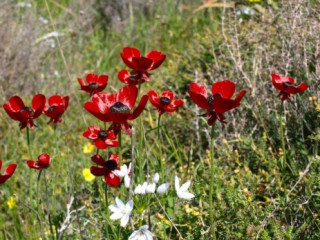 Afbeelding voor Bloemen en planten op Cyprus