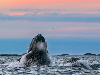 Afbeelding voor Walvissen spotten in Noorwegen