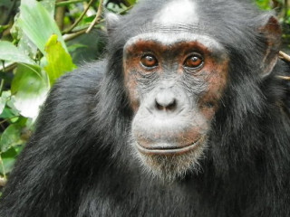 Afbeelding voor Chimpansee tracking Kibale