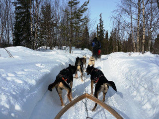 Afbeelding voor Winterreis naar Lapland