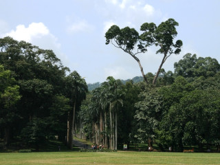 Afbeelding voor Botanische tuinen in Sri Lanka