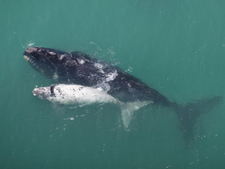 Afbeelding voor Walvissen in Zuid-Afrika