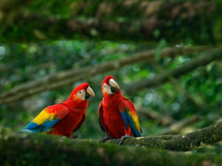 Afbeelding voor Vogels in Brazilie