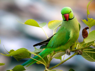 Afbeelding voor Vogels in India
