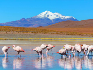 Afbeelding voor Bolivia