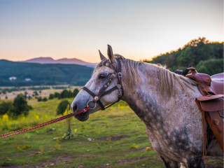 Afbeelding voor Paardrijden in Bulgarije