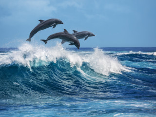 Afbeelding voor Dolfijnen spotten Bali