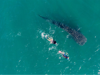 Afbeelding voor Zwemmen met walvishaaien op de Filipijnen