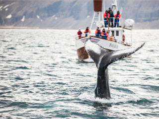 Afbeelding voor Walvissen in IJsland