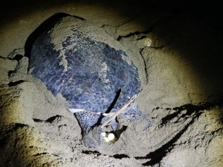 Afbeelding voor Schildpadden bij Sukamade