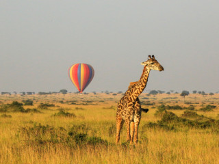 Afbeelding voor Masai Mara
