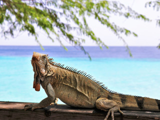 Afbeelding voor Curaçao natuur