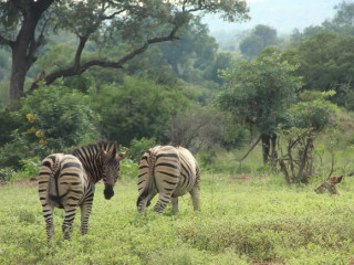 Afbeelding voor Zuid-Afrika natuur