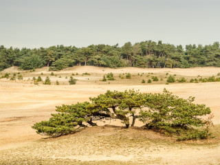Afbeelding voor Zandverstuivingen in België
