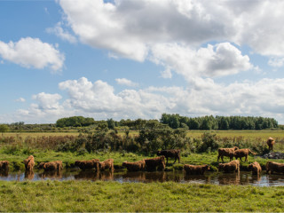 Afbeelding voor Lauwersmeer