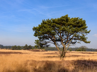 Afbeelding voor Kalmthoutse Heide