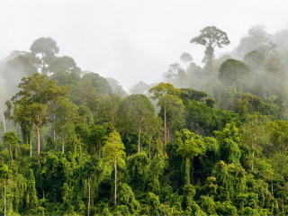Afbeelding voor Sabah - Borneo