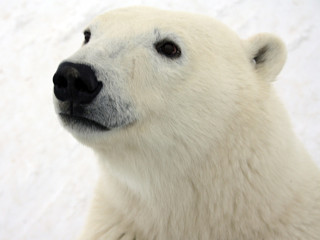 Afbeelding voor IJsberen in Manitoba
