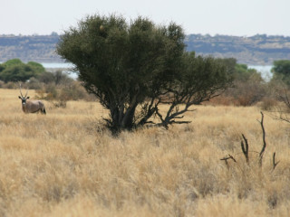 Afbeelding voor Hardap National Park - Namibië